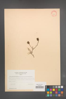 Rosa persica [KOR 18209]