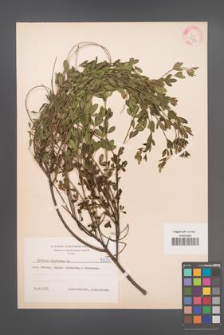 Cytisus nigricans [KOR 5933]