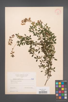 Cytisus nigricans [KOR 5491]