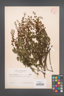 Cytisus nigricans [KOR 6025]