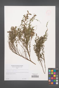 Cytisus rectipilosus [KOR 48841]