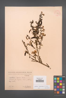 Cytisus scoparius [KOR 2882]