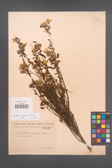 Cytisus scoparius [KOR 55544]