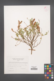 Cytisus sessilifolius [KOR 25367]