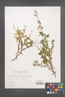 Cytisus sessilifolius [KOR 25361]