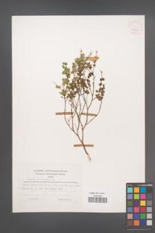 Cytisus sessilifolius [KOR 25301]