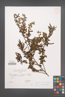 Cytisus villosus [KOR 32621]