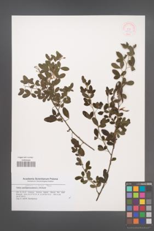 Cytisus villosus [KOR 48774]