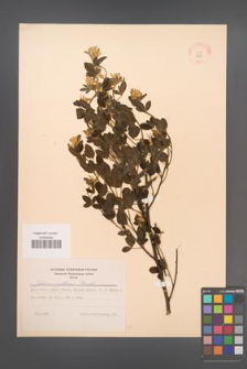 Cytisus villosus [KOR 13550]