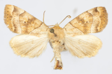 Cosmia trapezina