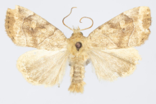 Cosmia trapezina