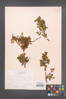 Rosa pulverulenta [KOR 18291]