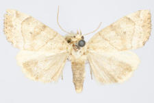 Cosmia trapezina