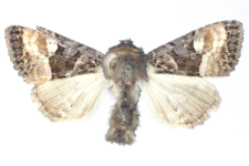 Euplexia luciparia