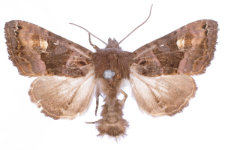 Euplexia luciparia