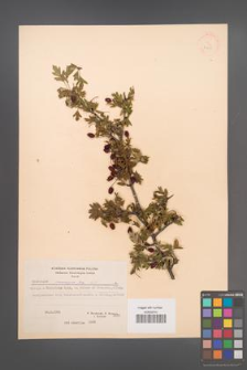 Crataegus monogyna [KOR 21677]