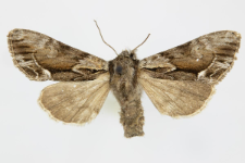 Hyppa rectilinea