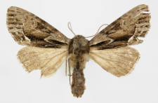 Hyppa rectilinea