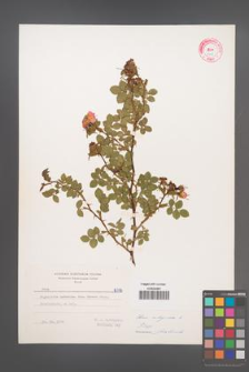 Rosa rubiginosa [KOR 6718]