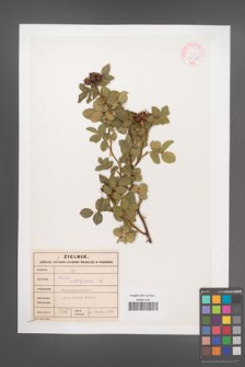 Rosa rubiginosa [KOR 46743]