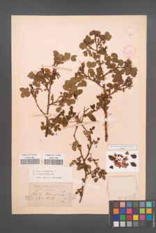 Rosa rubiginosa [KOR 18309]