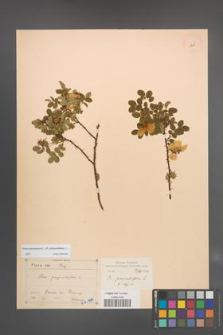 Rosa spinosissima [KOR 18218]