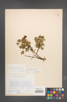 Rosa spinosissima [KOR 18222]