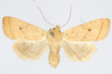 Agrochola macilenta