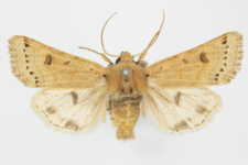 Agrochola lunosa