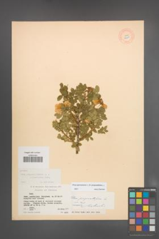 Rosa spinosissima [KOR 18223]