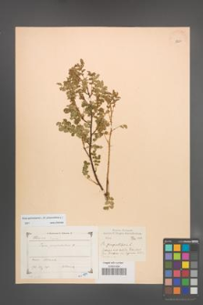 Rosa spinosissima [KOR 18254]