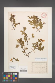 Rosa spinosissima [KOR 18234]