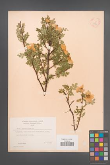 Rosa spinosissima [KOR 18272]