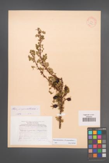 Rosa spinosissima [KOR 18261]