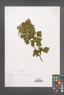 Crataegus ×macrocarpa [KOR 55858]