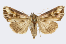 Actinotia polyodon