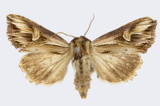 Actinotia polyodon