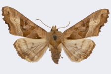 Phlogophora meticulosa