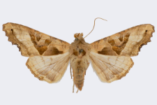 Phlogophora meticulosa