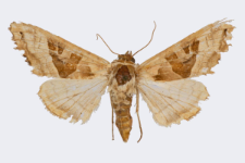 Phlogophora meticulosa