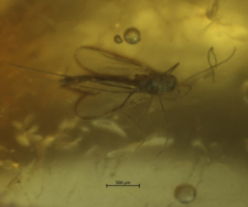 Chironomidae