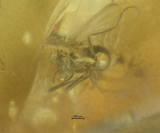 Diptera (Brachycera)