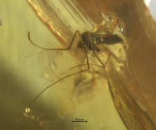 Chironomidae