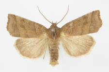 Ipimorpha retusa