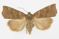 Ipimorpha retusa