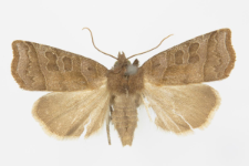 Ipimorpha retusa