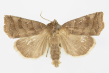 Ipimorpha retusa