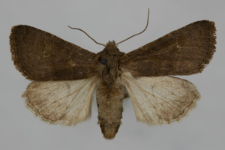 Aporophyla lutulenta