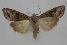 Lithomoia solidaginis