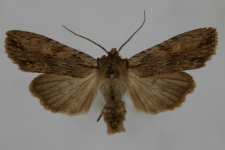 Lithophane socia